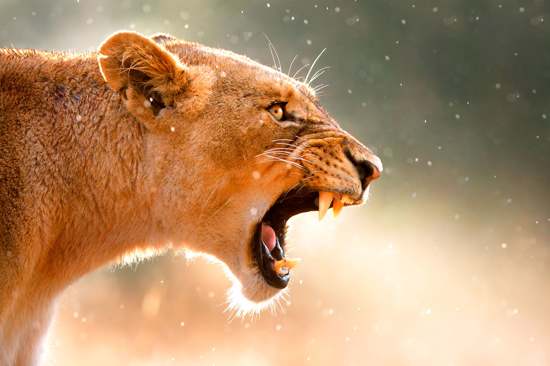 Leona rugido Sudáfrica